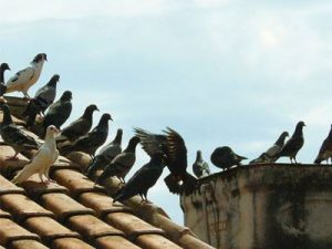 Figura 02: Pombo Columba livia 