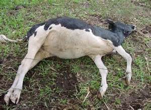 Garrote comeu lixo industrial 