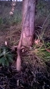 ARMA LOCALIZADA SJDR