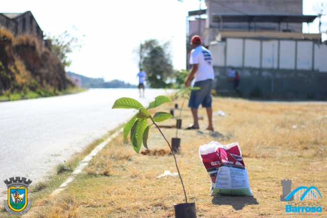 plante