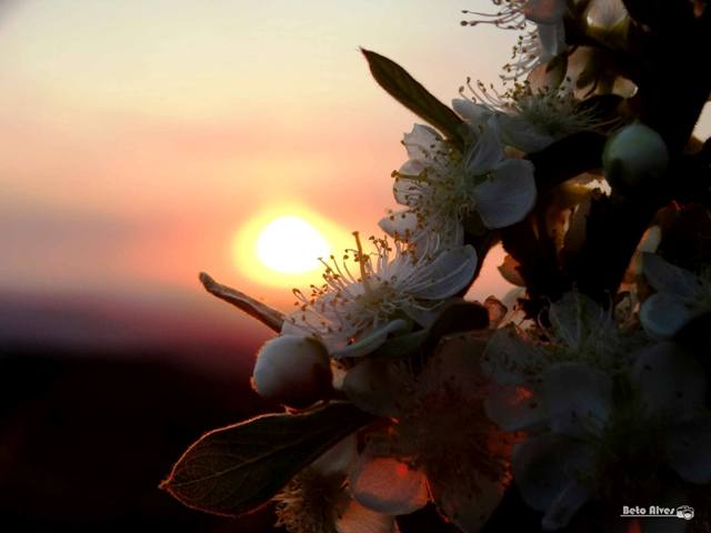 primavera