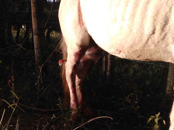 BOMBEIROS DE BARBACENA RESGATAM CAVALO PRESO EM MATA-BURRO, EM BARROSO