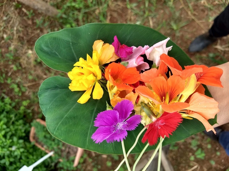 Pesquisadores Da Epamig Desenvolvem Estudos Sobre Cultivo De Flores