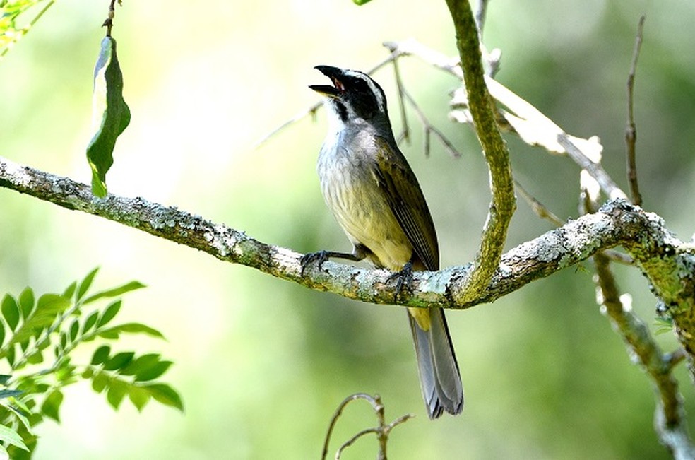 G1 - Coleirinho - notícias em Fauna